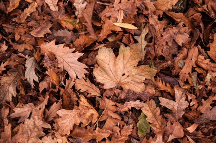 autumn-dry-dry-leaves-632075.jpg